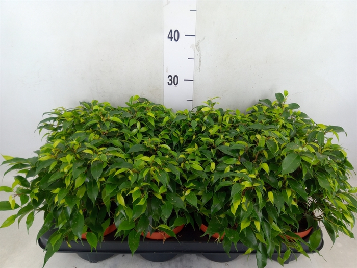 <h4>Ficus benja. 'Green Kinky'</h4>