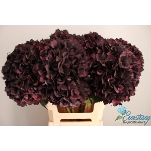 HYDR M MAG RUBY CL P