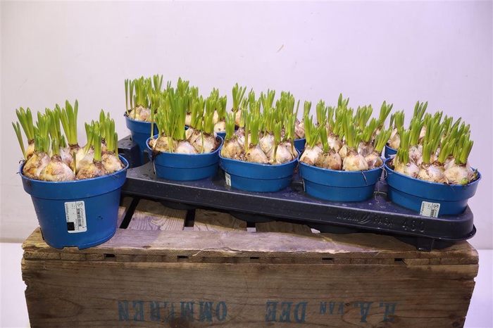 <h4>arr8 Muscar Atlantic</h4>