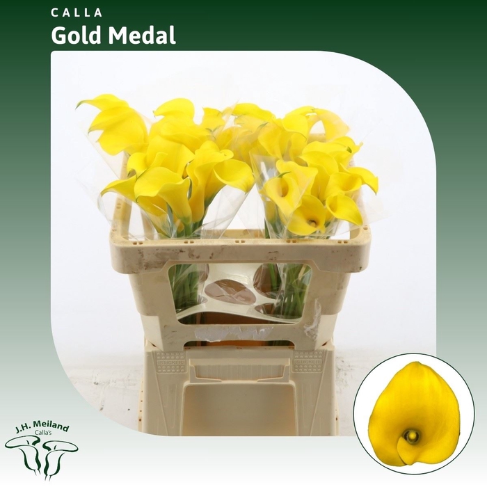 <h4>Calla Gold Medal</h4>