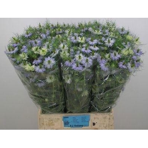 NIGE D CLOU LAVENDER