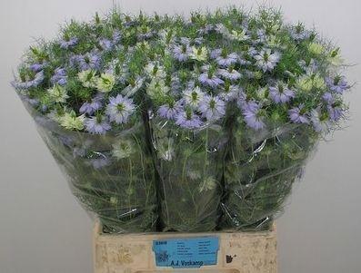 <h4>NIGE D CLOU LAVENDER</h4>