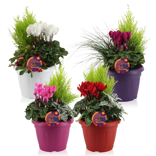 <h4>Hello Autumn trio in patiopot 'Storm'</h4>