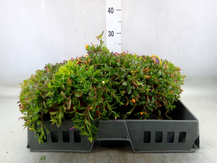 <h4>Portulaca   ...</h4>