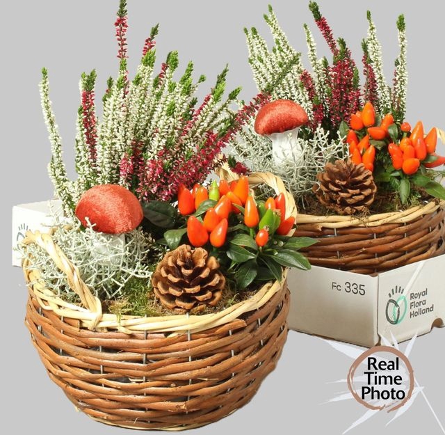<h4>ARR GARDEN BASKET ORANGE X2</h4>