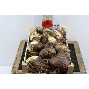Bloembol Hipp Royal Red