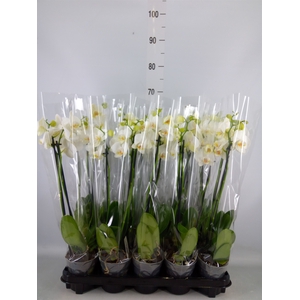 Phalaenopsis   ...white