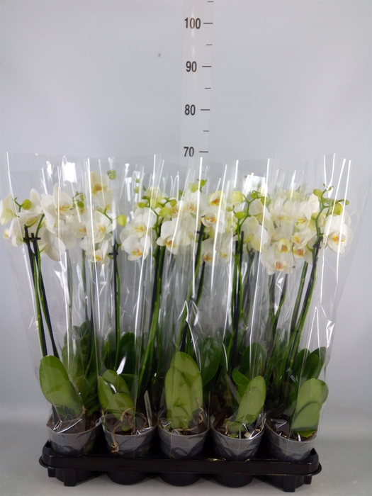 <h4>Phalaenopsis   ...white</h4>