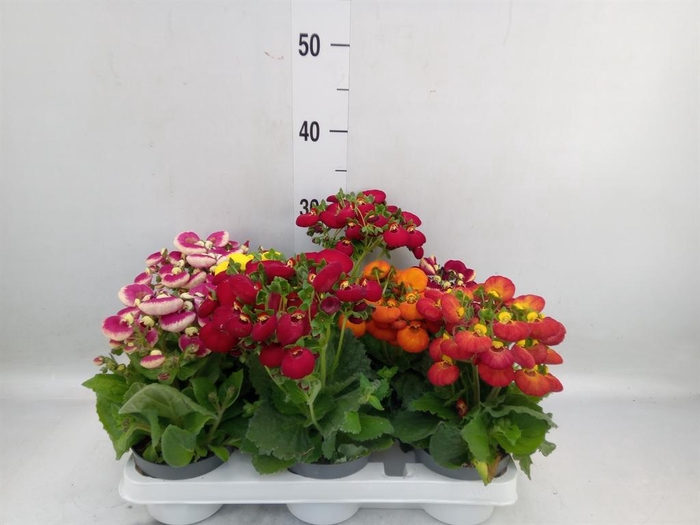 <h4>Calceolaria   ...</h4>