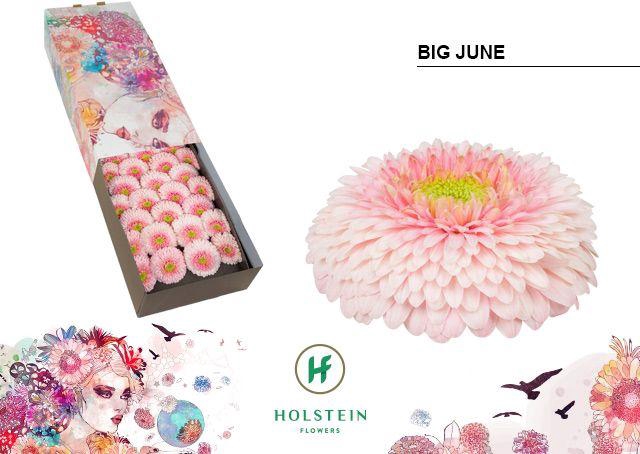 <h4>GE GB GERPONI BIG JUNE Doos x50</h4>