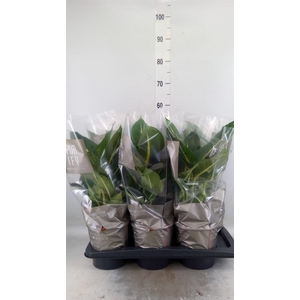 Dieffenbachia  'Green Magic'