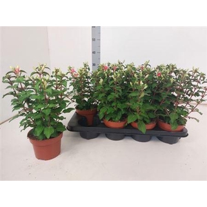 Fuchsia W Jubelteen