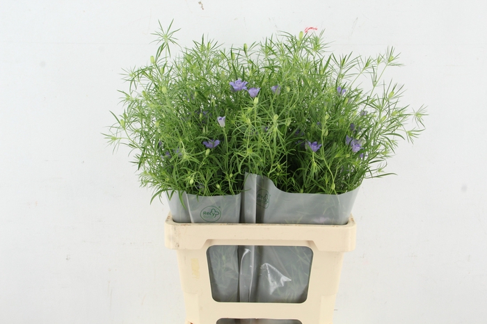 <h4>NIGE BUCHARICA 065CM</h4>