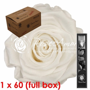 30cm Stem Whi01 Bulk