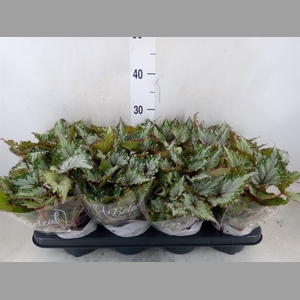 Begonia BD 'Beleaf Asian Tundra'