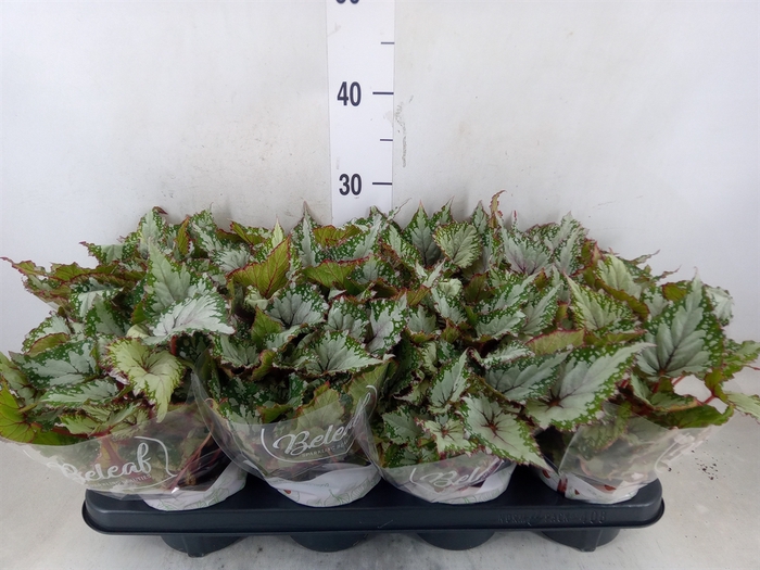 <h4>Begonia BD 'Beleaf Asian Tundra'</h4>