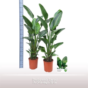 Strelitzia nicolai 3 per pot