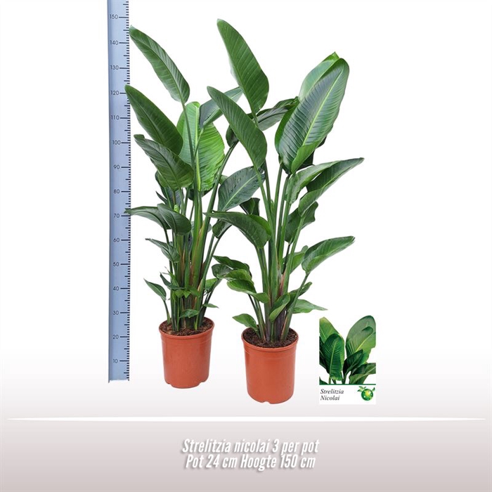 <h4>Strelitzia nicolai 3 per pot</h4>