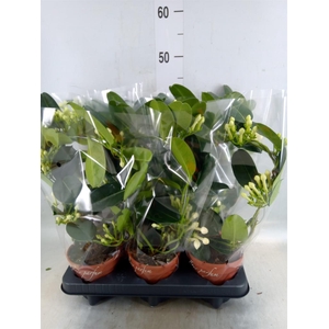 Stephanotis floribunda   ...