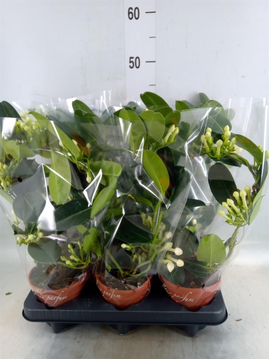 <h4>Stephanotis floribunda   ...</h4>