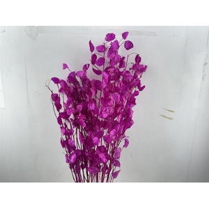 Dried Lunaria Cerise 90cm P Bunch