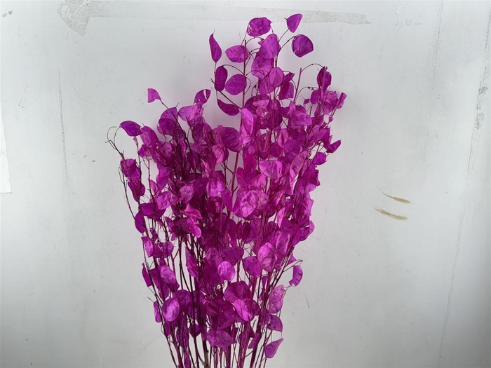 Dried Lunaria Cerise 90cm P Bunch