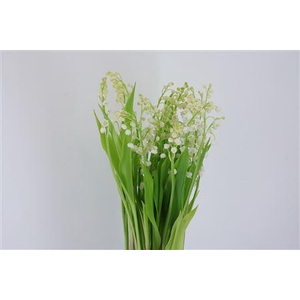 Convallaria Majalis (nl)