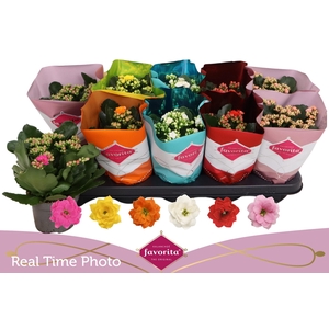 KAL GE PERF GEM 6 KL