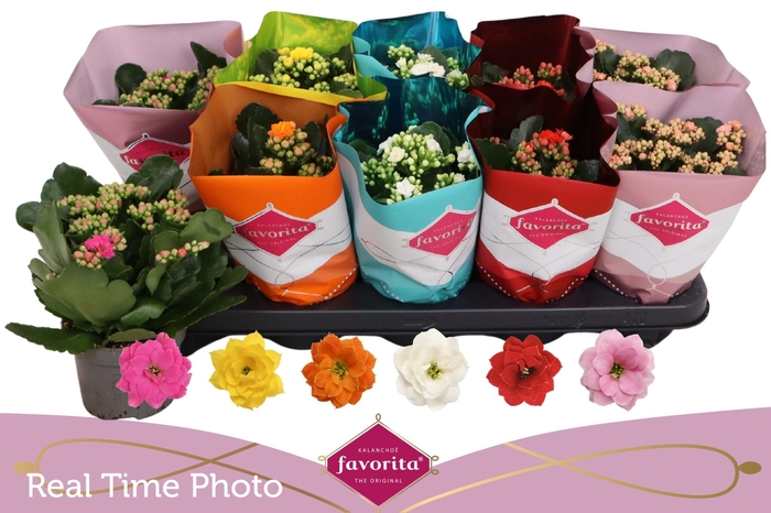 <h4>KAL GE PERF GEM 6 KL</h4>