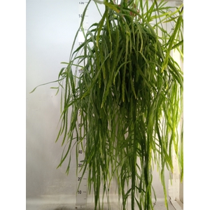 Rhipsalis   ...