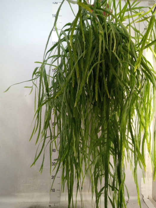 <h4>Rhipsalis   ...</h4>