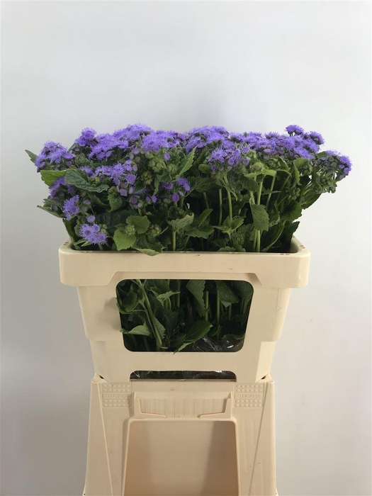 <h4>Ager Houstonianum Seconda</h4>