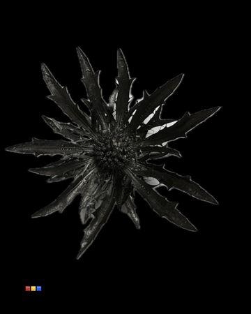 Eryngium Metallic Black