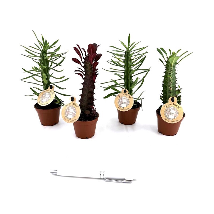 <h4>EUPHORBIA TRIGONA MIX P6</h4>