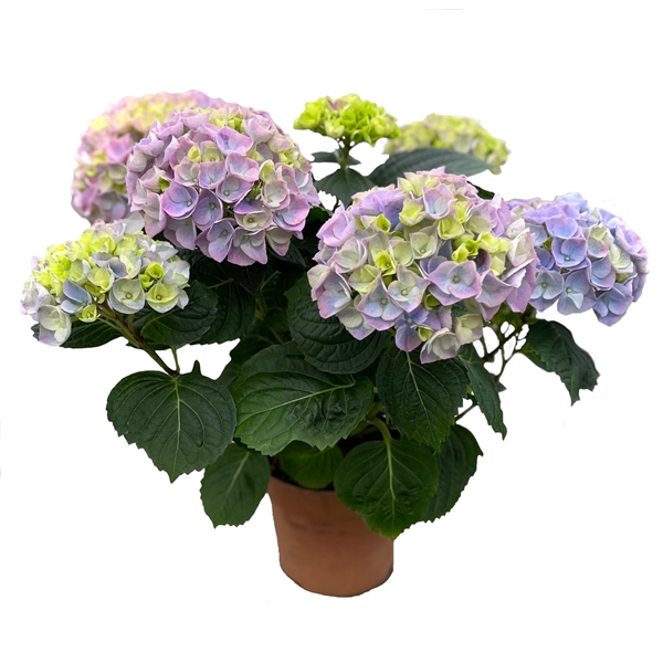 <h4>Hydrangea Hi River Blue 14 cm 5 kop rijp 2</h4>