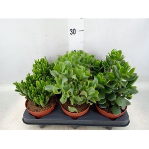 Crassula   ...mix