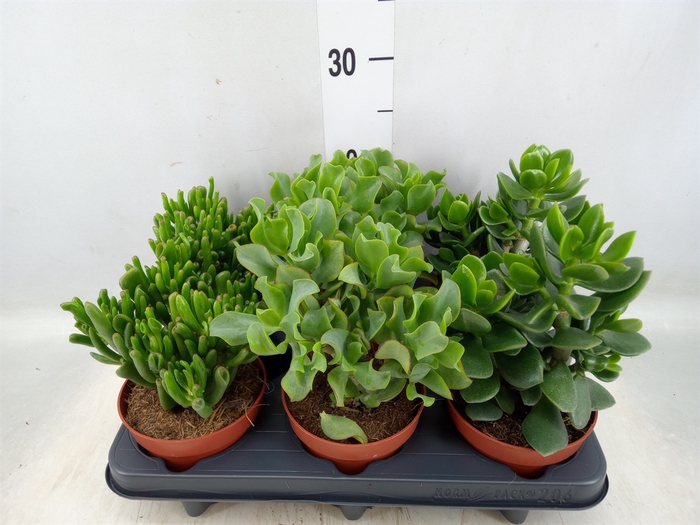 <h4>Crassula   ...mix</h4>