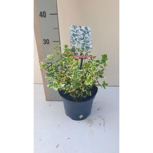 Euonymus fort SilverQueen