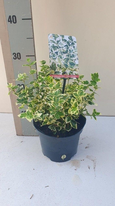 <h4>Euonymus fort SilverQueen</h4>