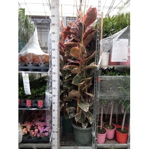 Ficus elastica 'Belize'