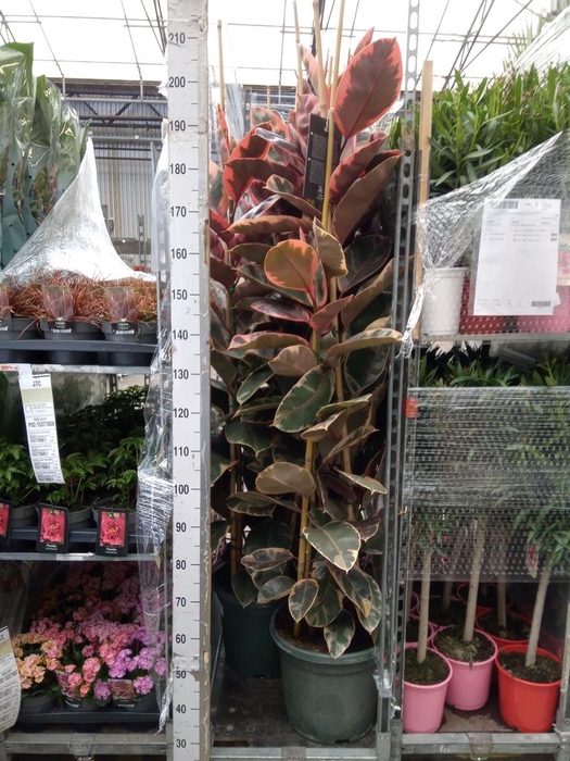 <h4>Ficus elastica 'Belize'</h4>