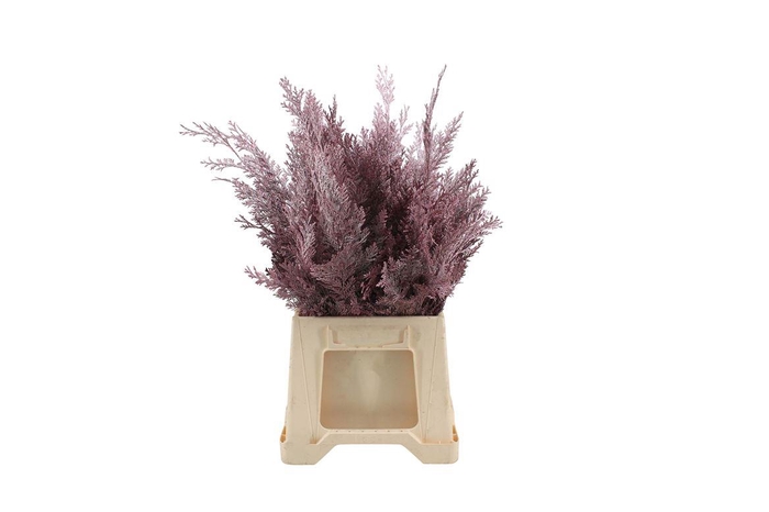 <h4>Conifeer Rose</h4>