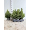 Picea Gl December