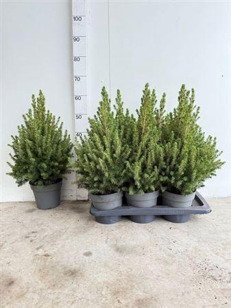 Picea Gl December