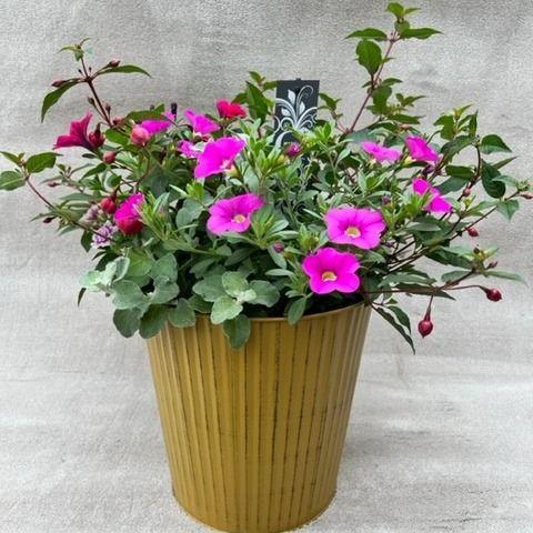 <h4>Tuinplanten Mix in een gekleurde zinken emmer hoog</h4>