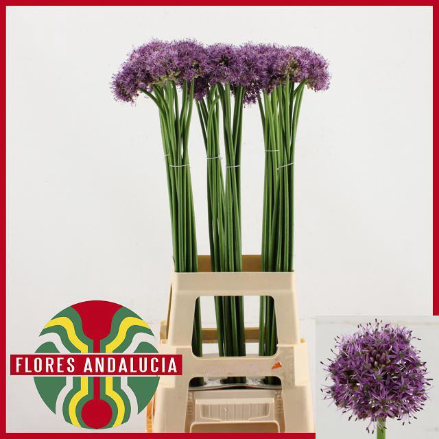 ALLIUM GLADI
