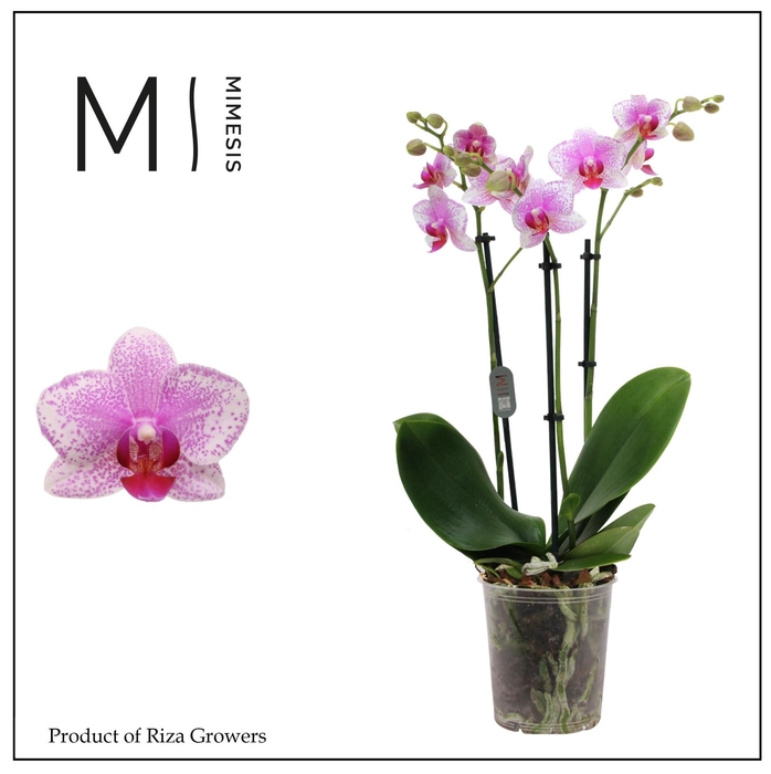 <h4>Phalaenopsis Rotterdam 3 spike - 12cm | Mimesis</h4>