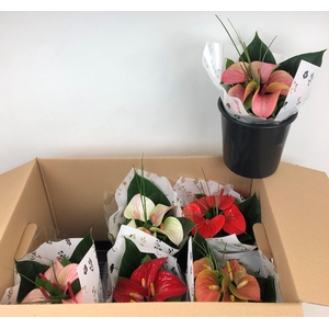 Anthurium mix Love