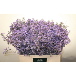 Waxflower L60 Klbh. Milka