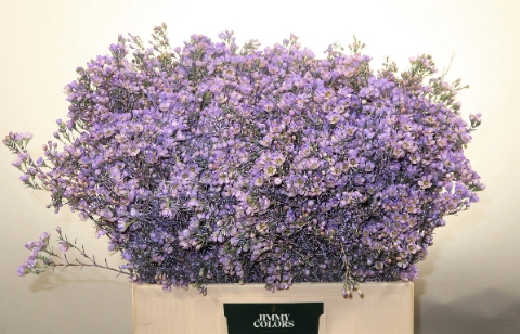 <h4>Waxflower L60 Klbh. Milka</h4>